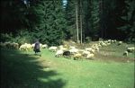Met schapen
